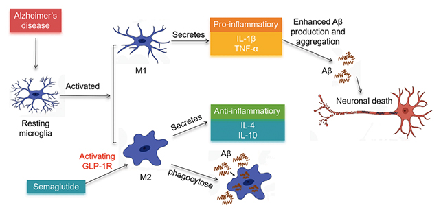 Microglia change